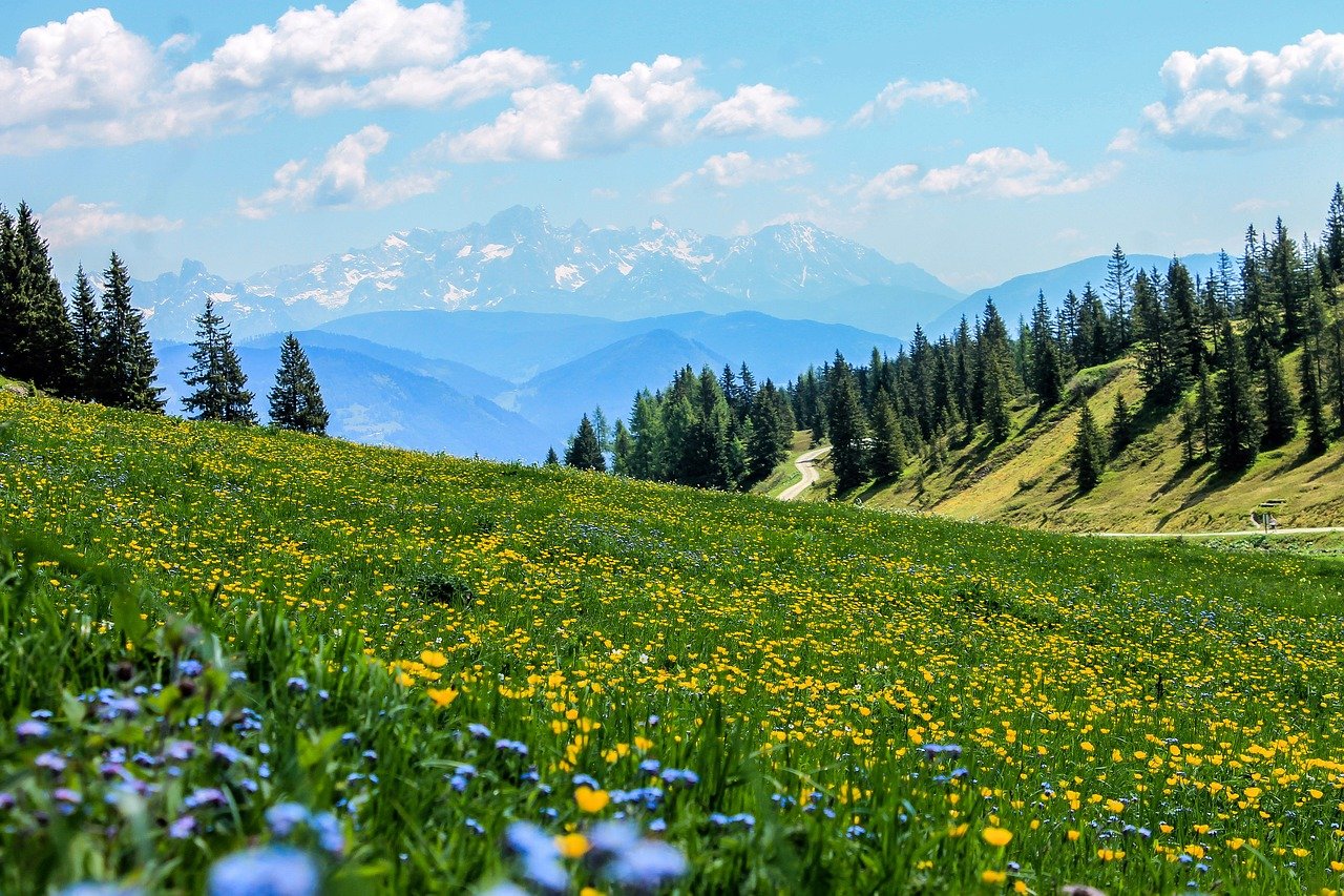 yellow, field, flowers-3123271.jpg