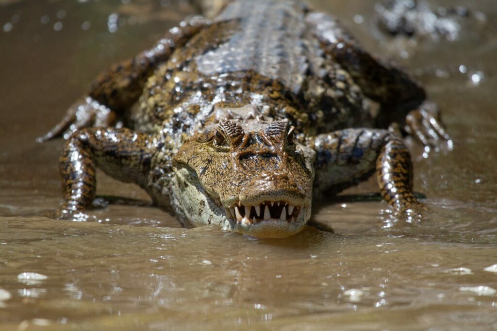 Alligator sortant d’une eau boueuse, gueule au ras de la surface