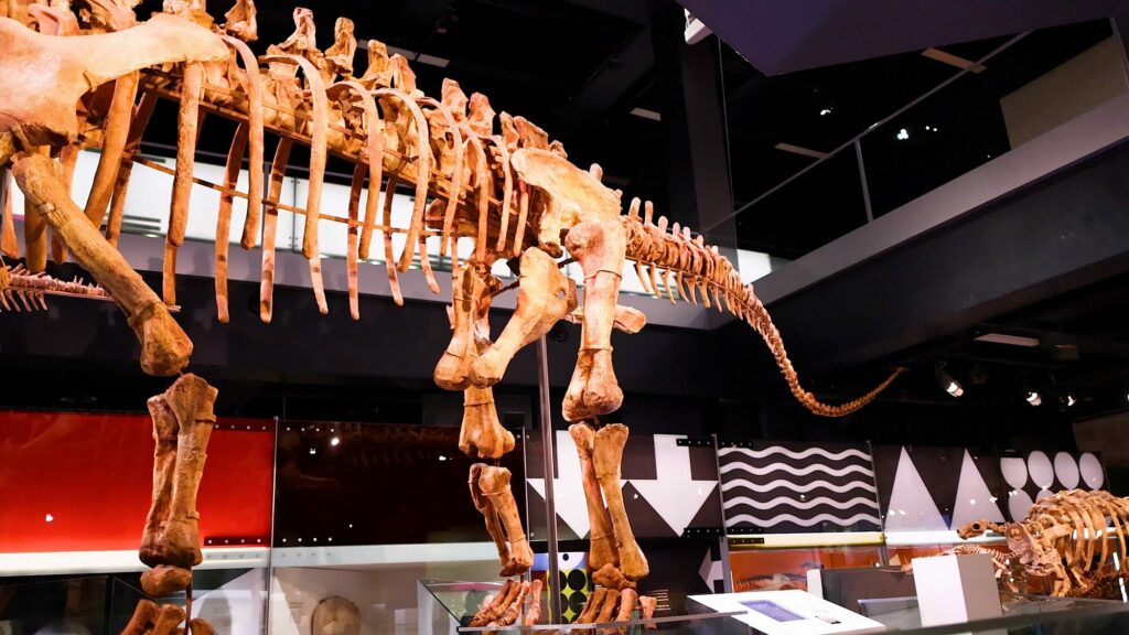 Grand squelette de dinosaure sauropode au long cou et à la longue queue exposé dans une galerie de musée