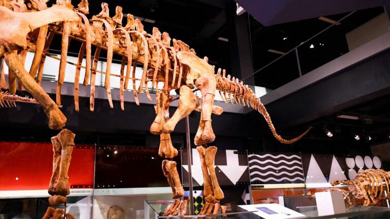 Grand squelette de dinosaure sauropode au long cou et à la longue queue exposé dans une galerie de musée