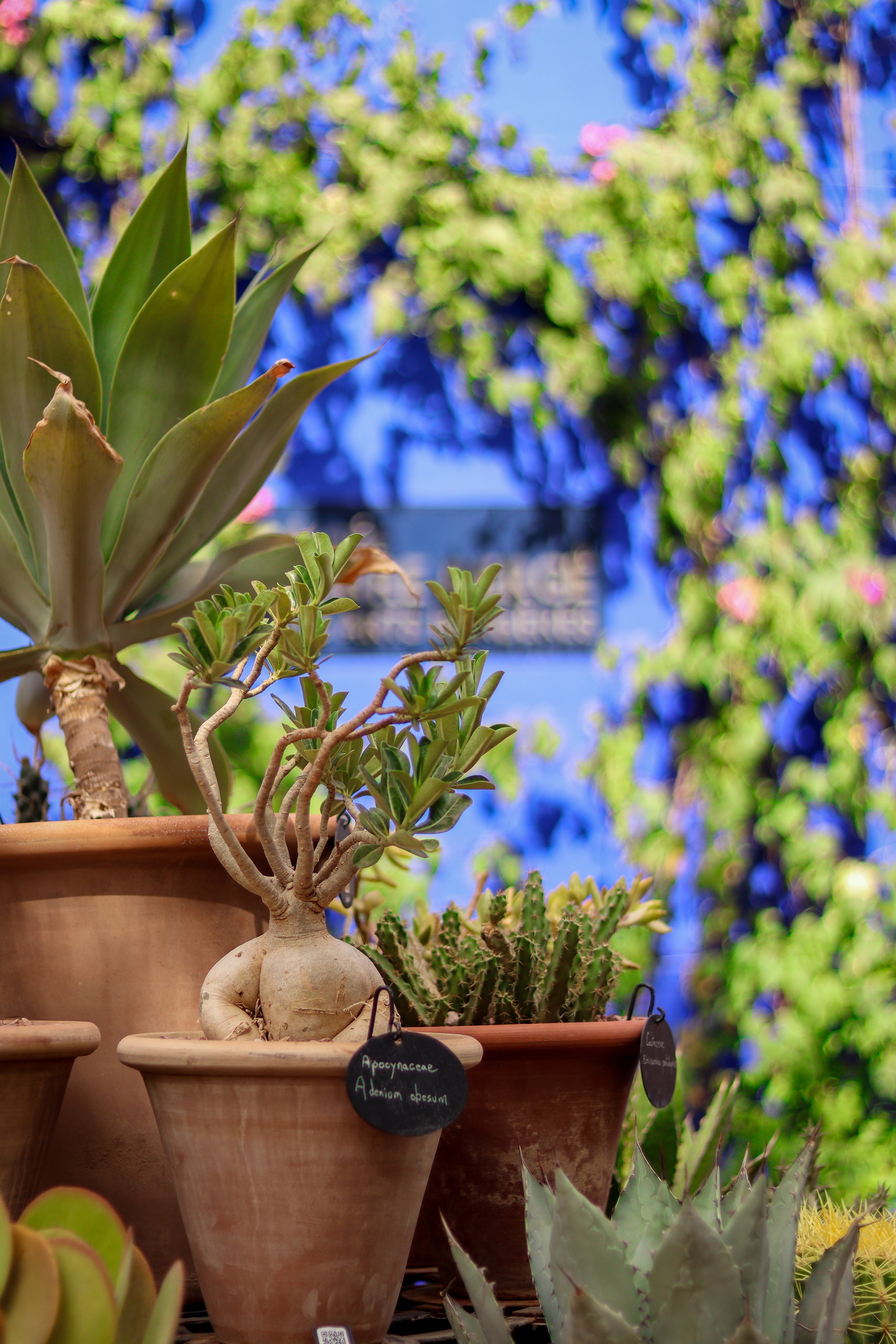 Cactus en pots devant un mur bleu Majorelle, dans un jardin de Marrakech