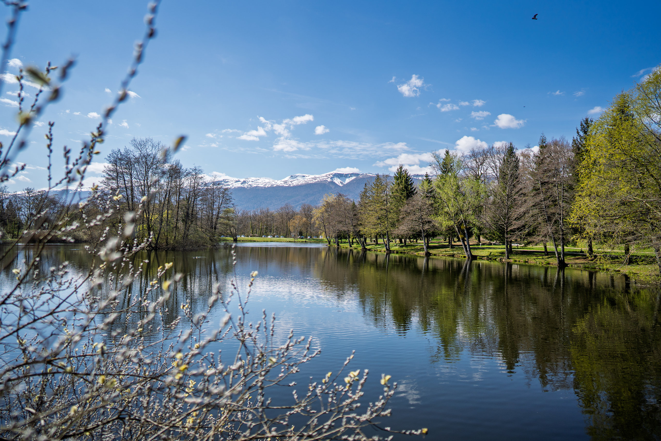 Étang de Cessy au printemps, avec les monts du Jura enneigés en arrière-plan
