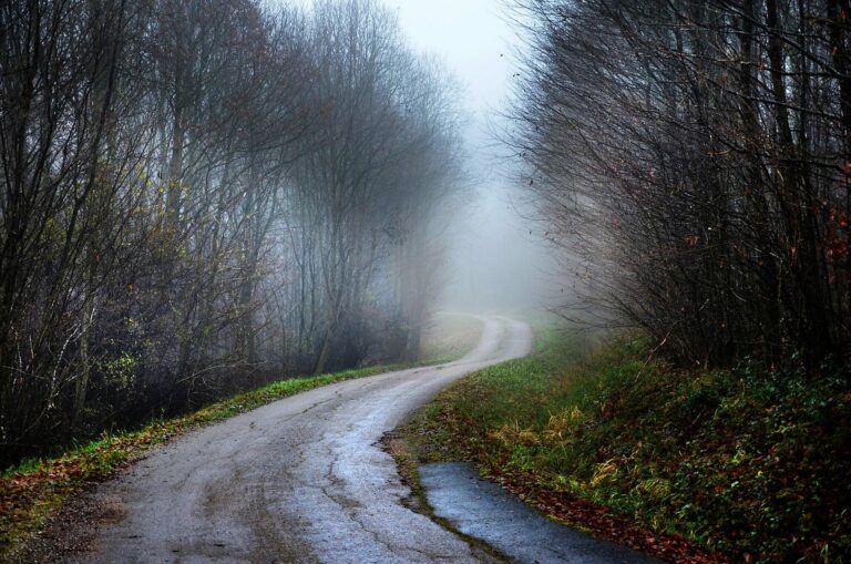 Chemin de terre mouillé traversant une forêt plongée dans un brouillard épais