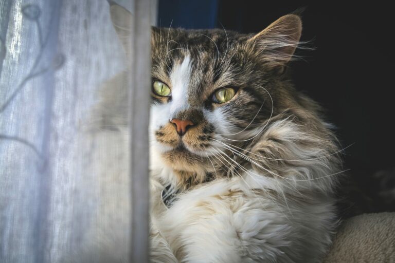 Chat à poil long tigré et blanc aux yeux verts, à moitié caché derrière un rideau de dentelle près d'une fenêtre