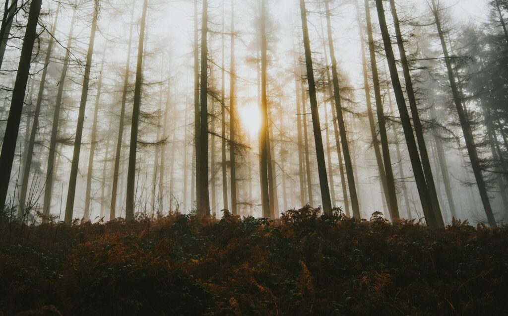 Lumière dorée du soleil filtrant entre les troncs élancés d'une forêt envahie de brume