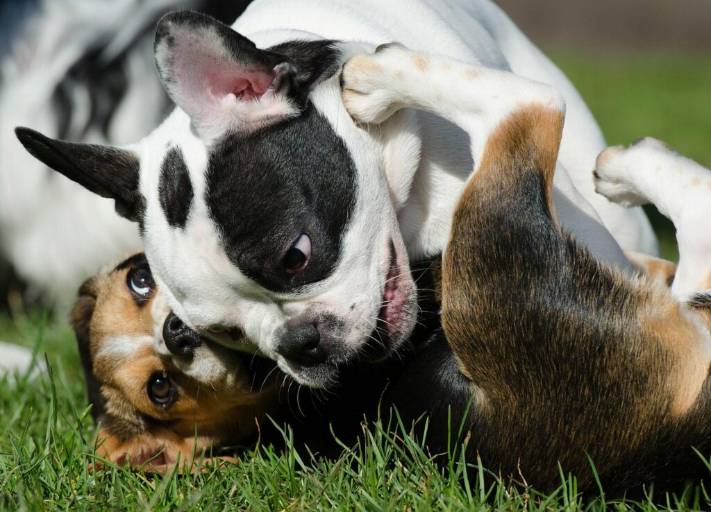 Deux chiots, un bouledogue noir et blanc et un beagle, jouant et se roulant dans l’herbe