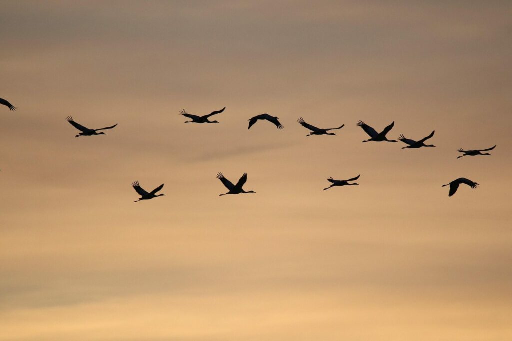 Vol de grues cendrées en silhouette dans un ciel doré au lever du soleil