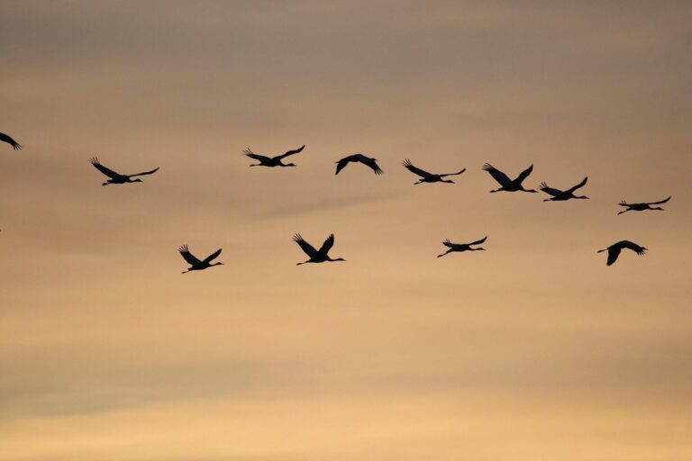 Vol de grues cendrées en silhouette dans un ciel doré au lever du soleil