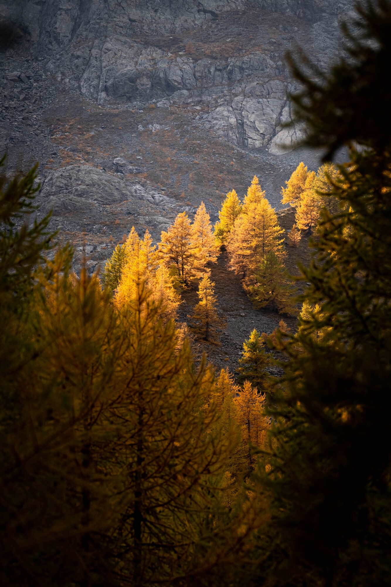 Mélèzes dans la lumière d’automne à Serre-Chevalier