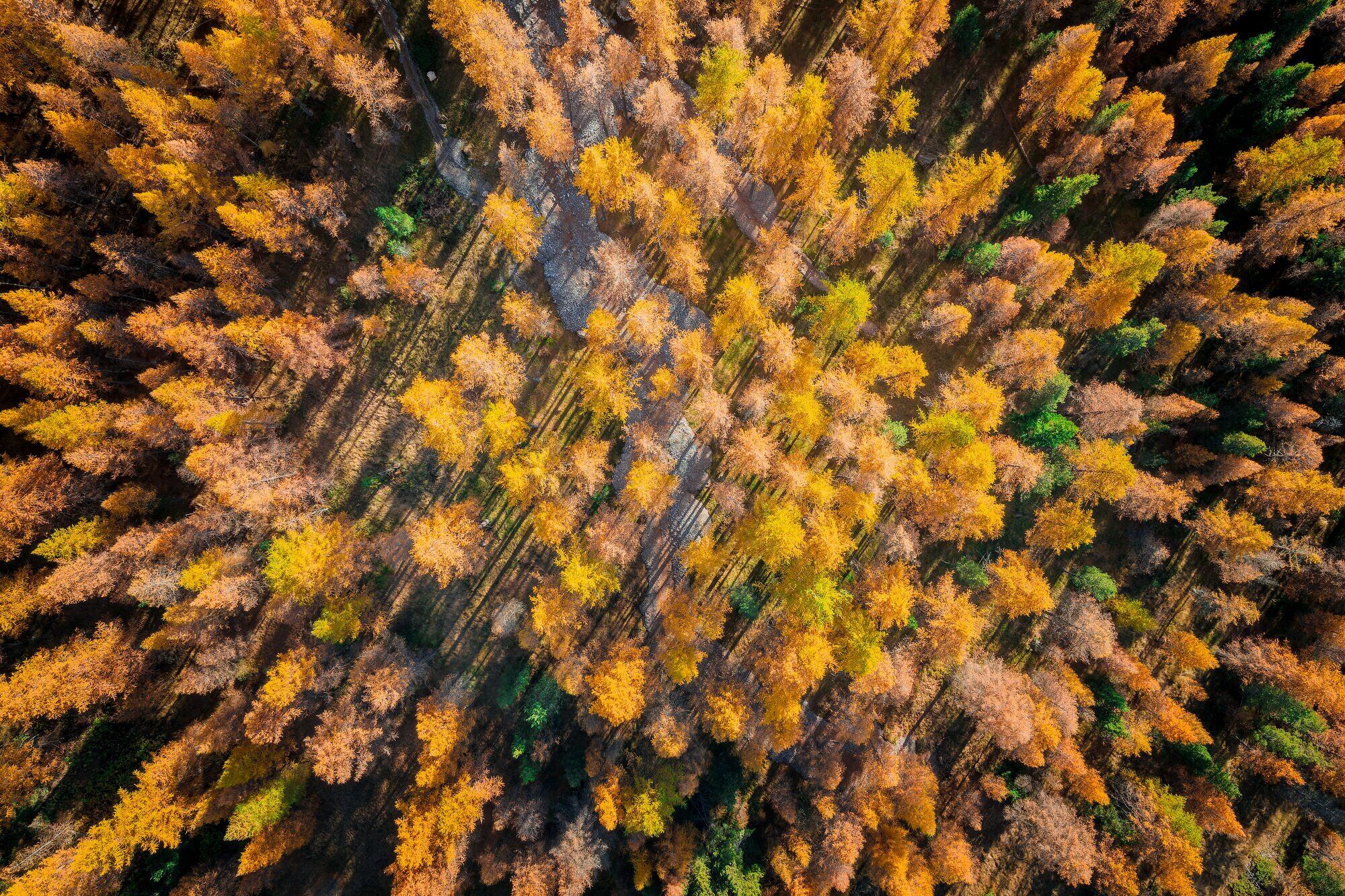 Forêt de mélèzes en automne vue du ciel, Serre-Chevalier