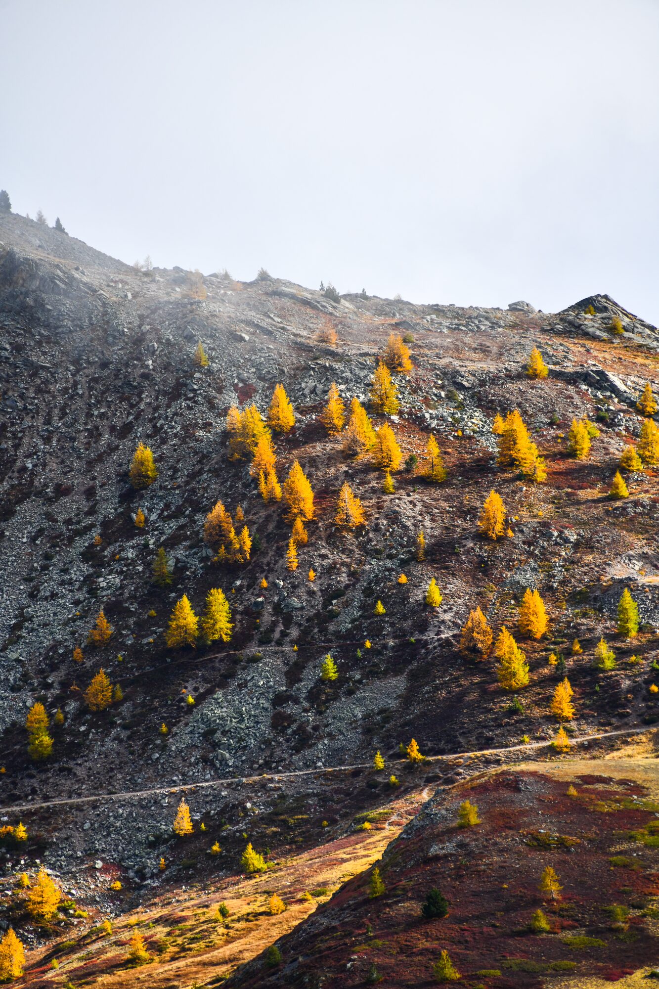 Versant de mélèzes dorés en automne, Serre-Chevalier
