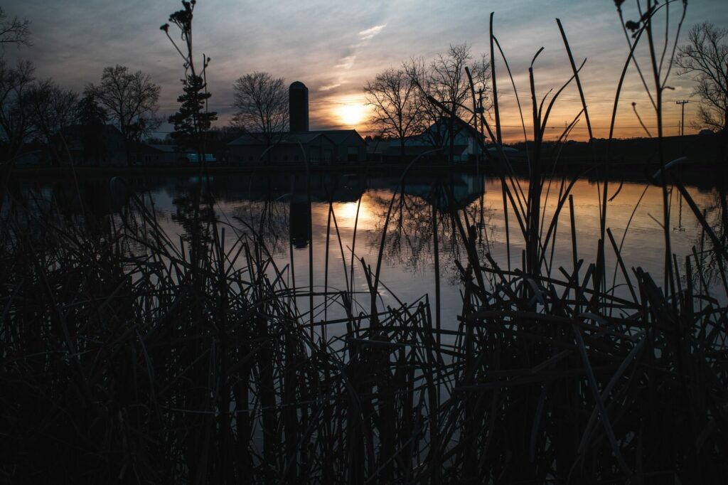 Roseaux sombres en contre-jour au bord d’un plan d’eau, sous un ciel de crépuscule